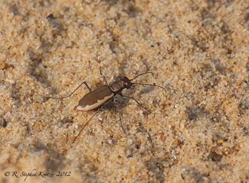 Cicindela marginipennis